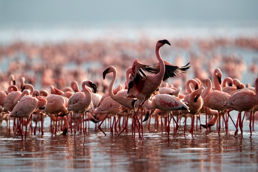 flamngoes of nakuru