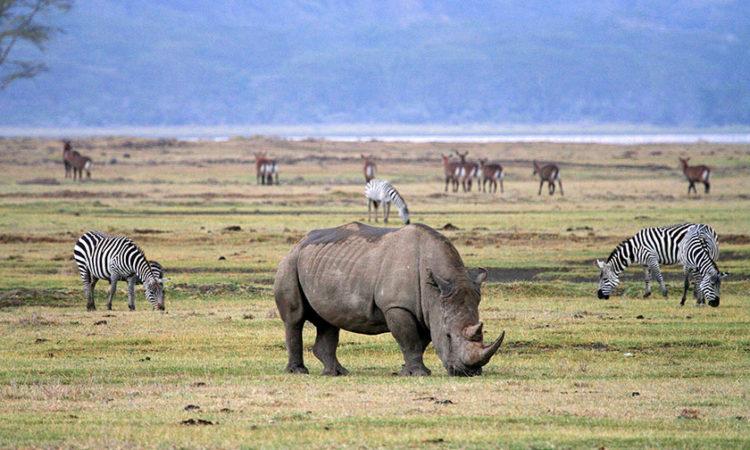 Black Rhinos in Ngorongoro crater
