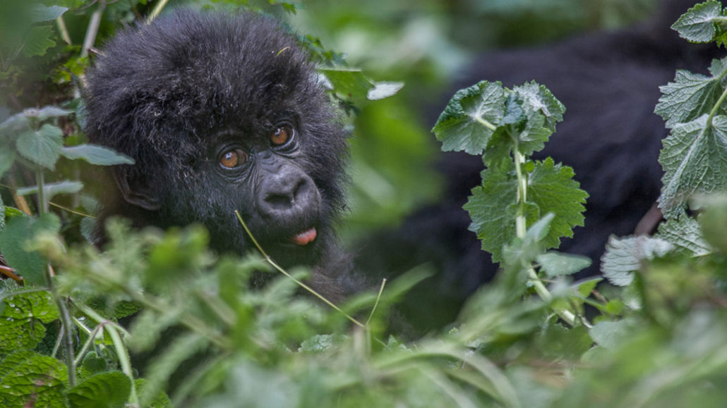 13 Days Rwanda Gorillas, Tarangire , Serengeti, Ngorongoro and Zanzibar tour