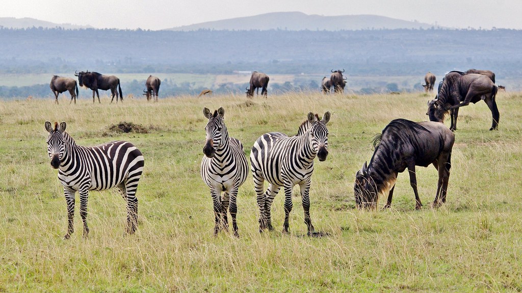 Between Serengeti  and Ngorongoro which is better ?