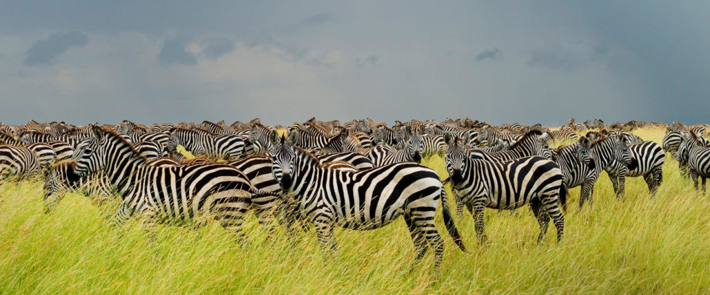 4 Day Serengeti Safari affordable luxury safari