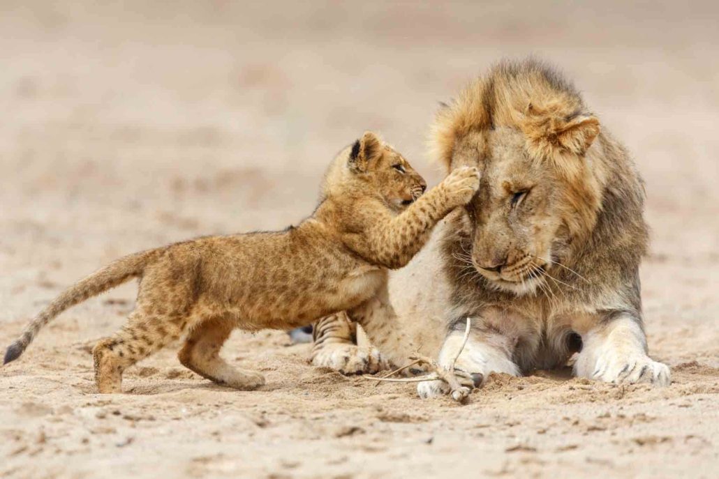 Serengeti National Park lions 