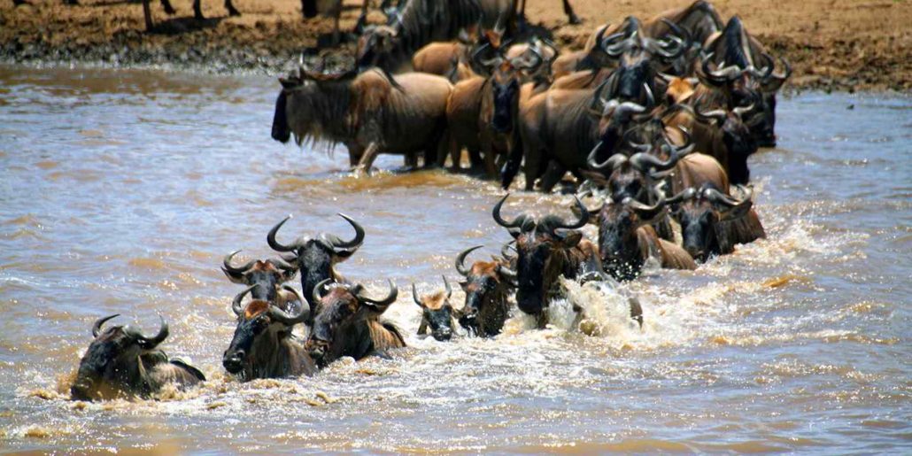 The annual great wildebeest migration experience