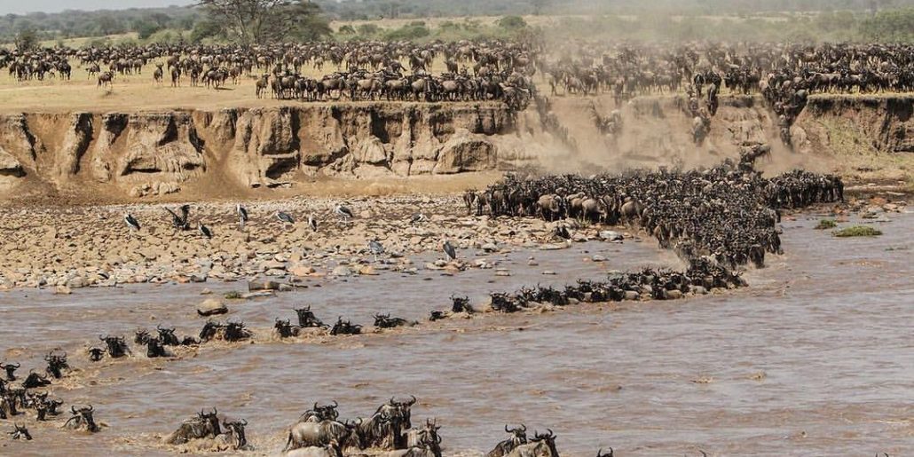 The Great Wildebeest Migration 2024- 2025