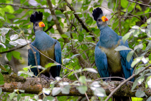 Nature Walks in Bigodi Swamp