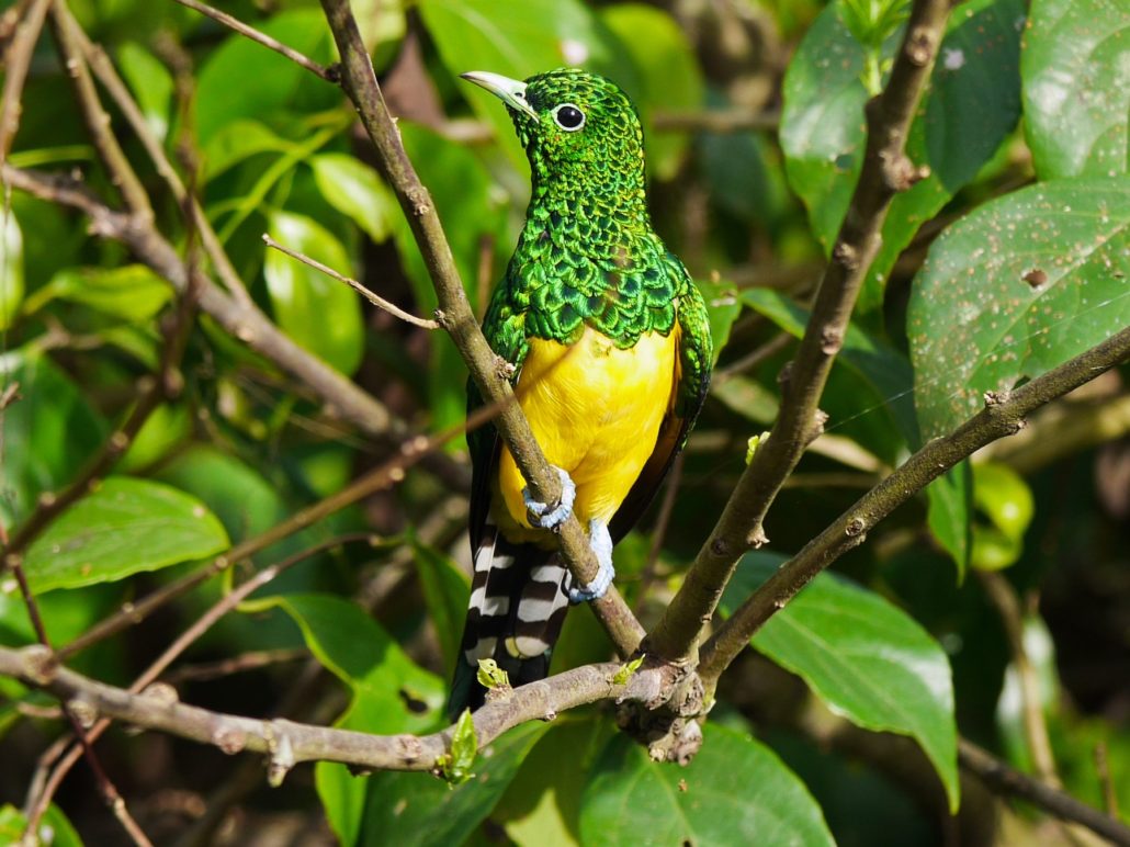 birds of Kibale forest 