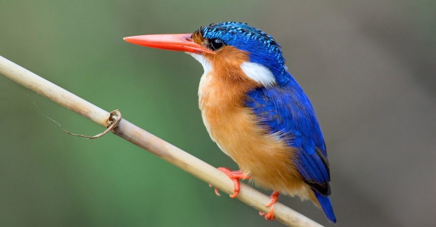 birdign in queen elizabeth national park