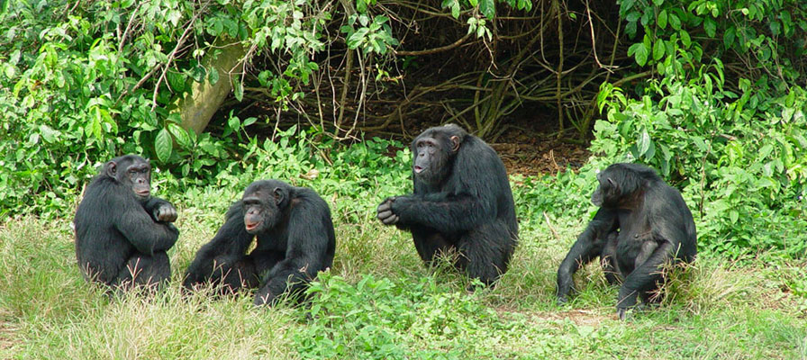 kibale chimpanzee habituation 