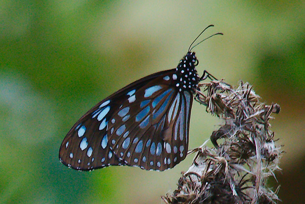 butterflies in Kibale forest national park 