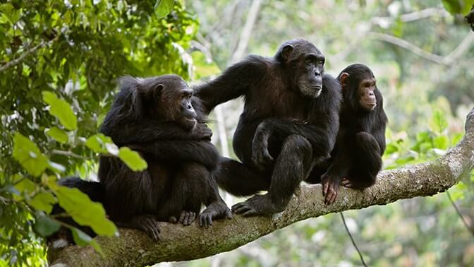 Things  Done in queen Elizabeth National park 