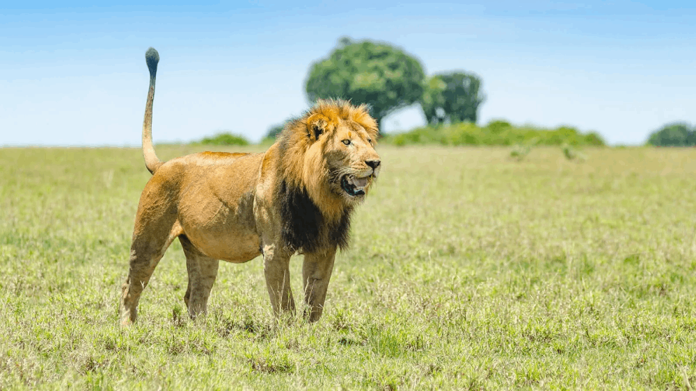 lion tracking in queen elizabeth national park