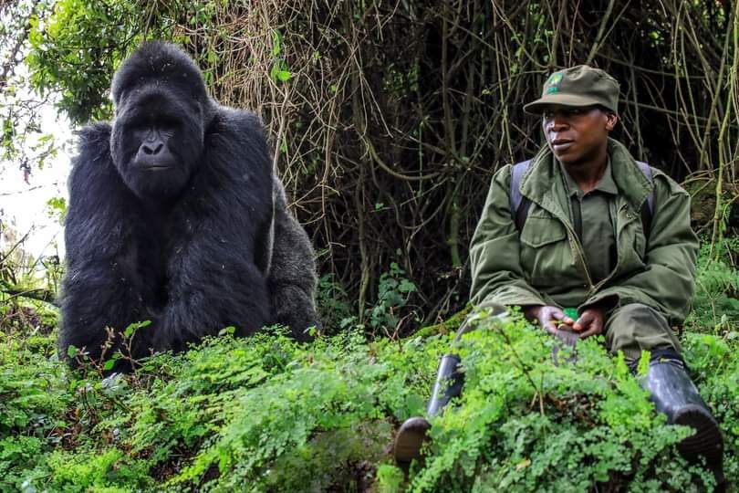 bwindi gorillas
