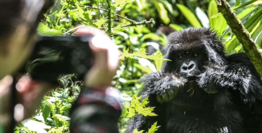 The best time for gorilla trekking in Bwindi :