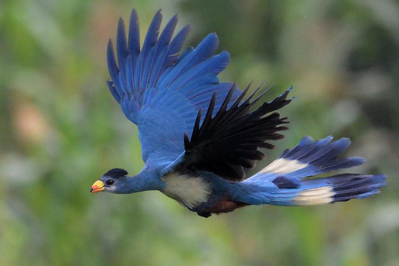 birding in Bwindi
