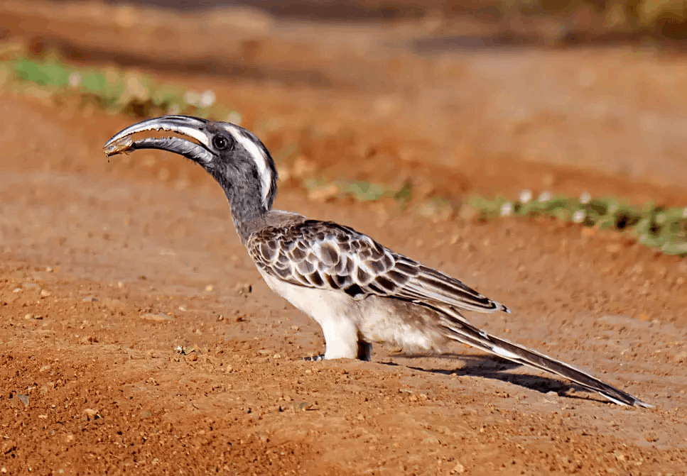 birds of pian upe wildlife reserve 