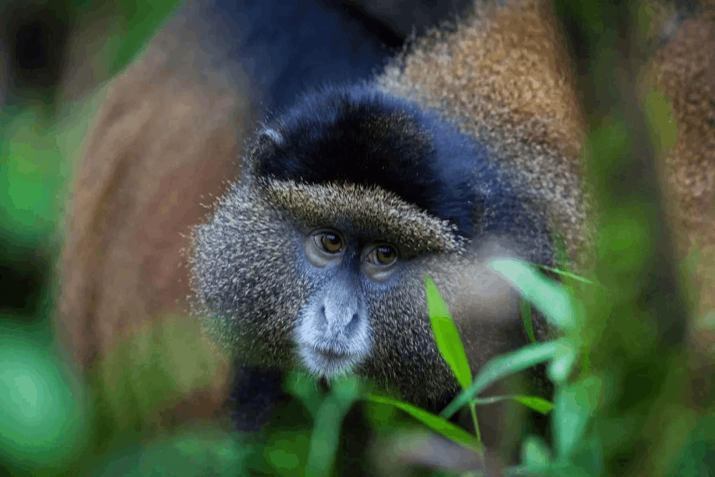 Golden Monkey Trekking in Mgahinga gorilla National park