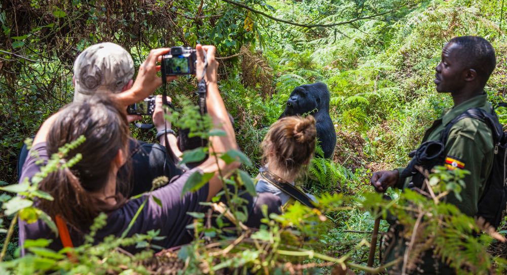 gorilla hibutation in bwindi