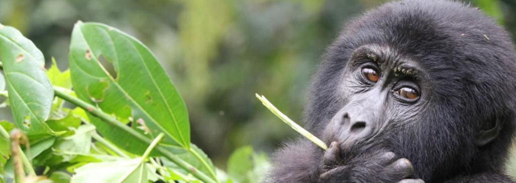 gorilla trekking in Mgahinga gorilla national park