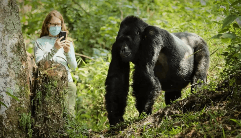 Gorilla trekking in Bwindi impenetrable National park