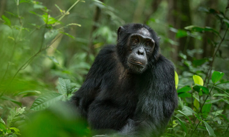 Chimpanzee trekking in Kalinzu forest and Kyambura 