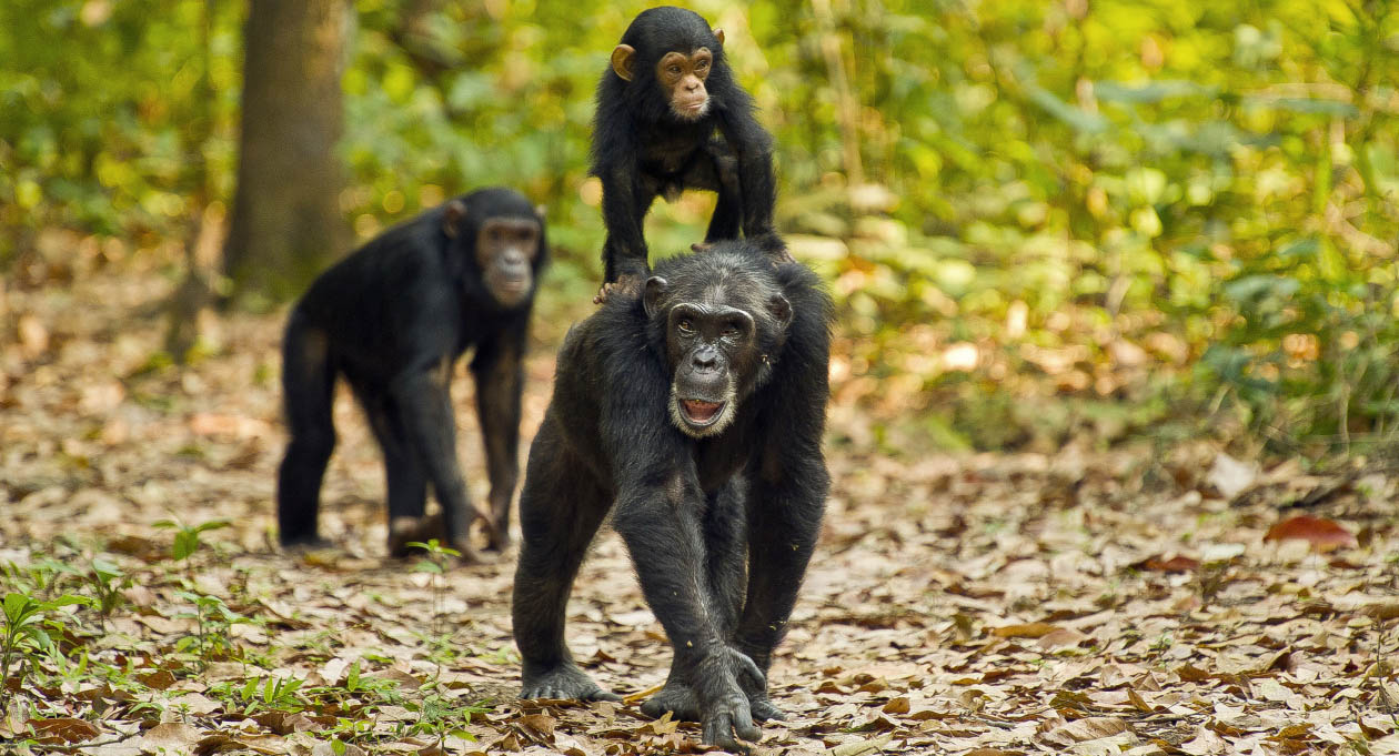 Chimpanzee trekking in Kalinzu forest and Kyambura 