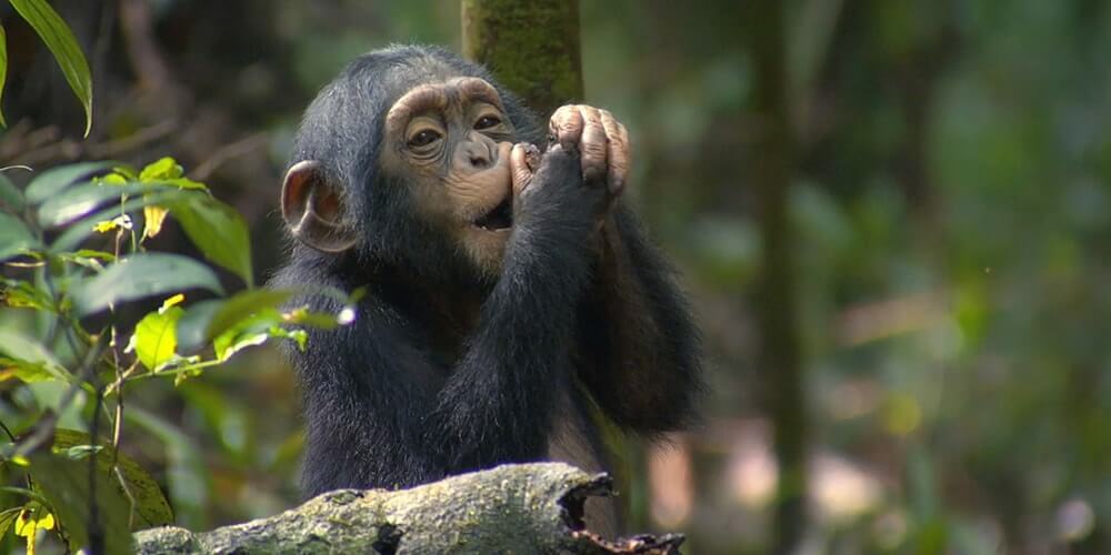 Chimpanzee trekking in Kalinzu forest and Kyambura 