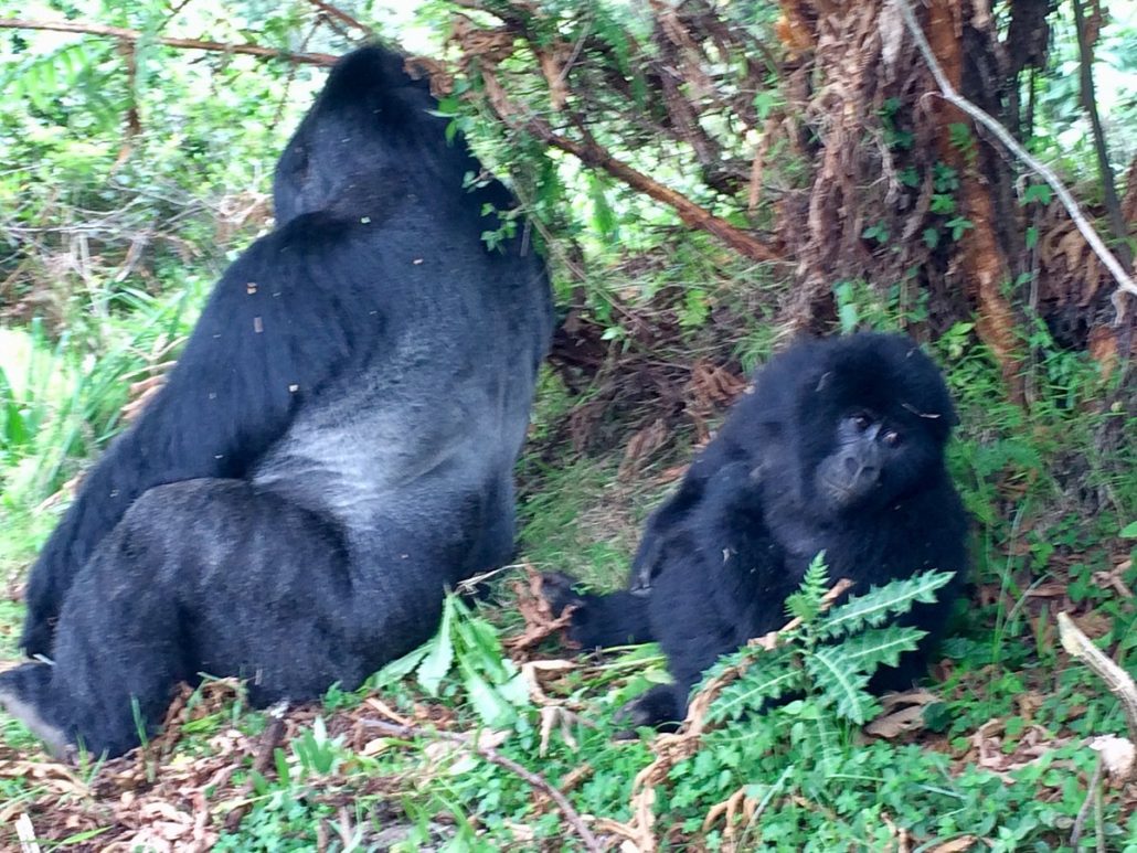 mgahinga gorillas
