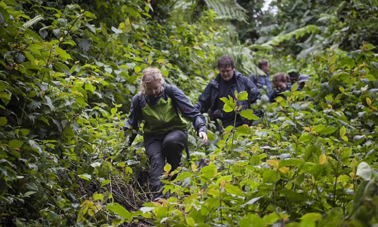 Things to do in Bwindi impenetrable national park