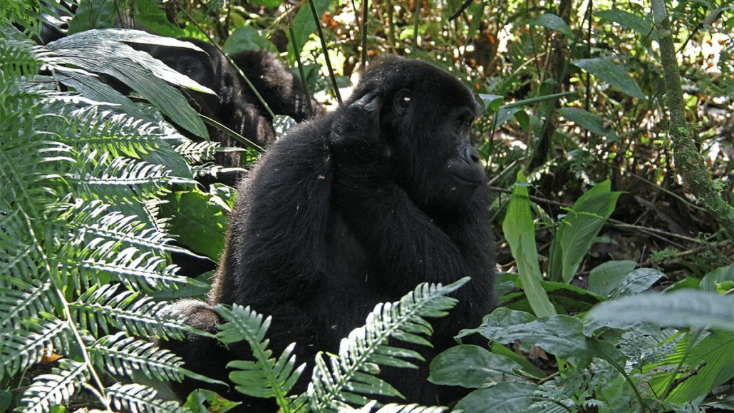 Nkuringo gorilla sector 