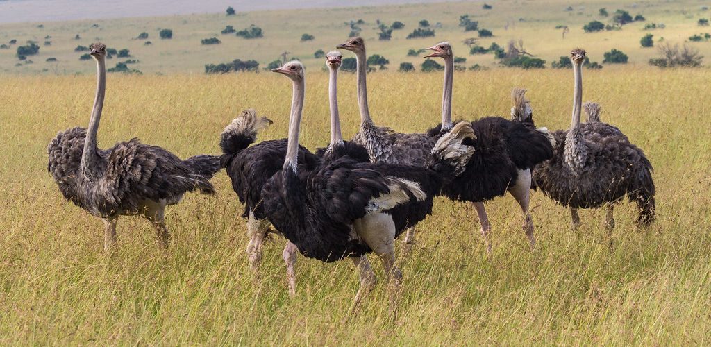 pian upe ostriches 