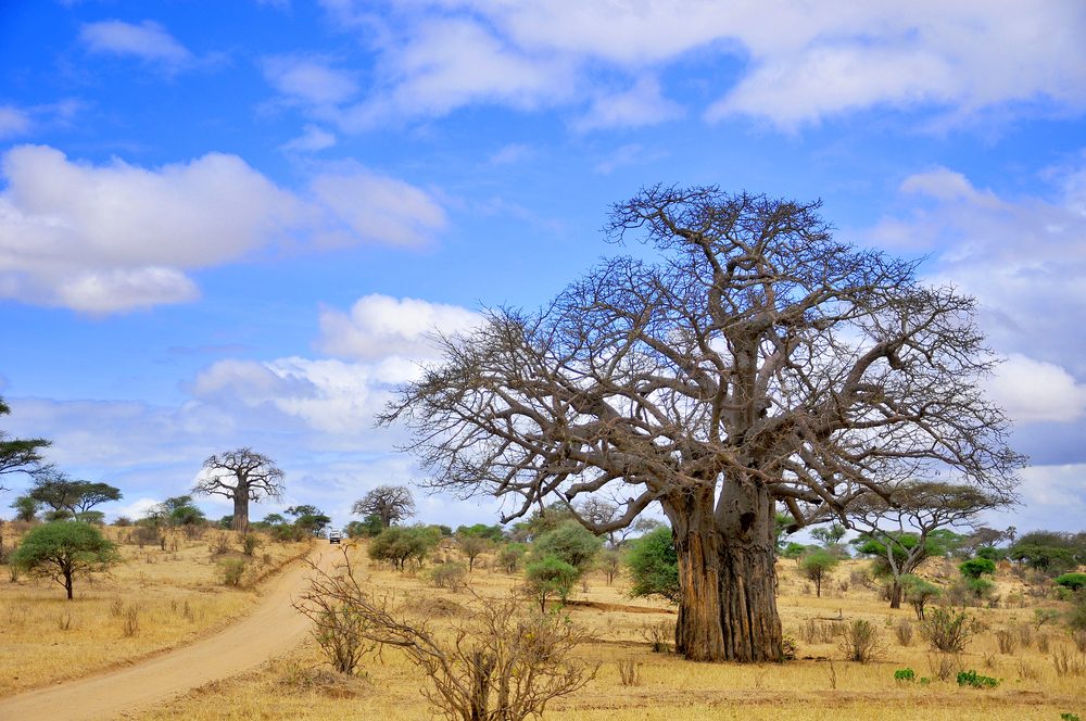 Tarangire National park fees 2024