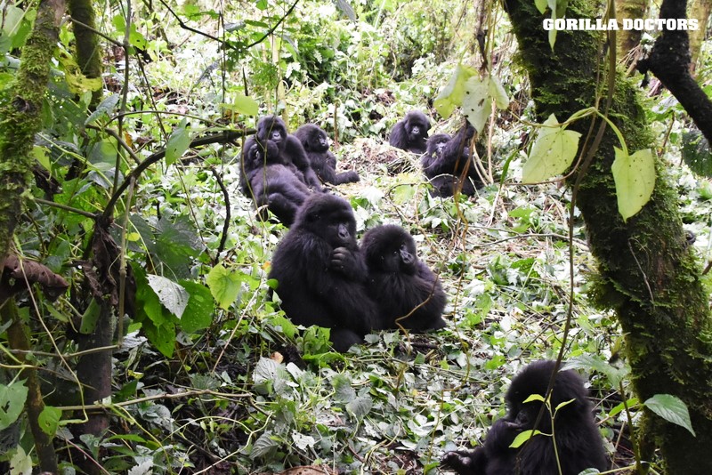 where to trek gorillas