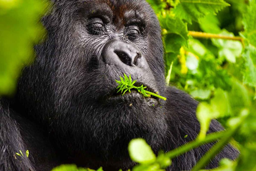 Rwanda gorillas
