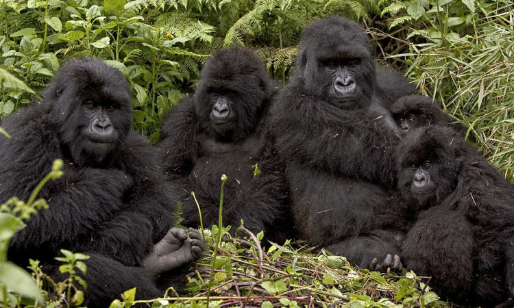 bwindi gorillas 