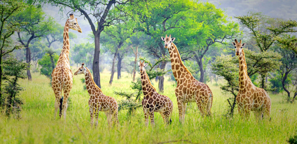 wildlife in pian upe game reserve
