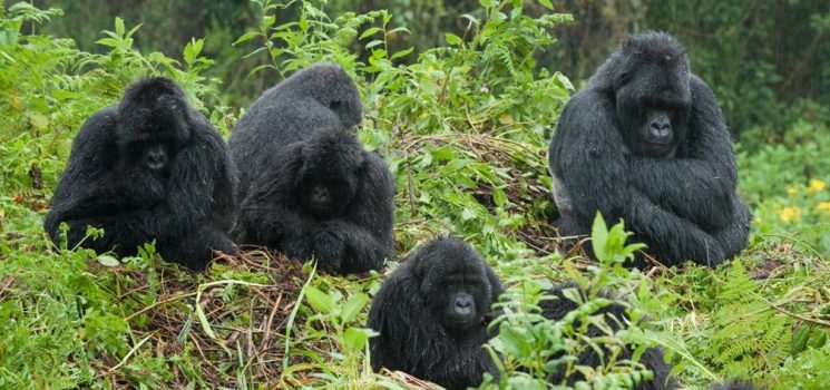 Bushaho gorilla family ready for gorilla trekking