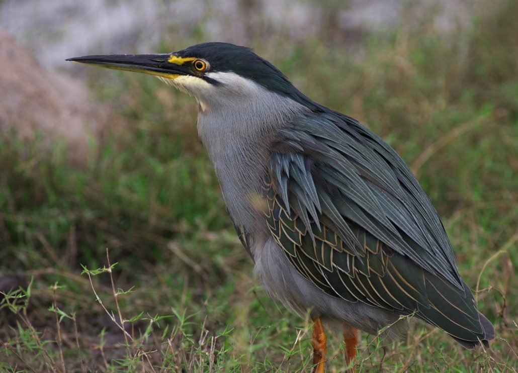 birds in ndere island national park 