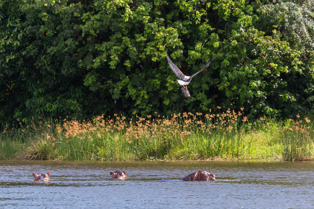 hippos in ndere island national park