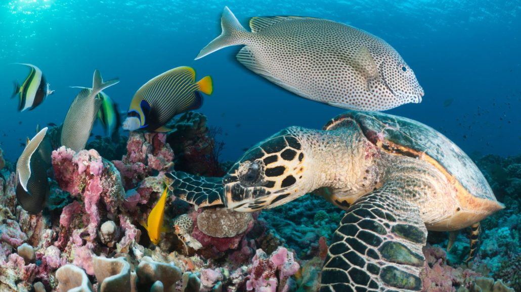 scuba diving in zanzibar