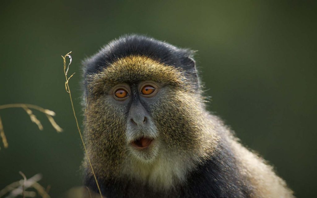 golden monkey trekking fees 