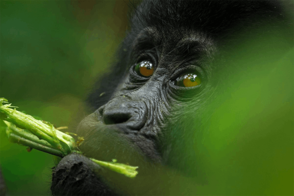 gorilla trekking from victoria falls 