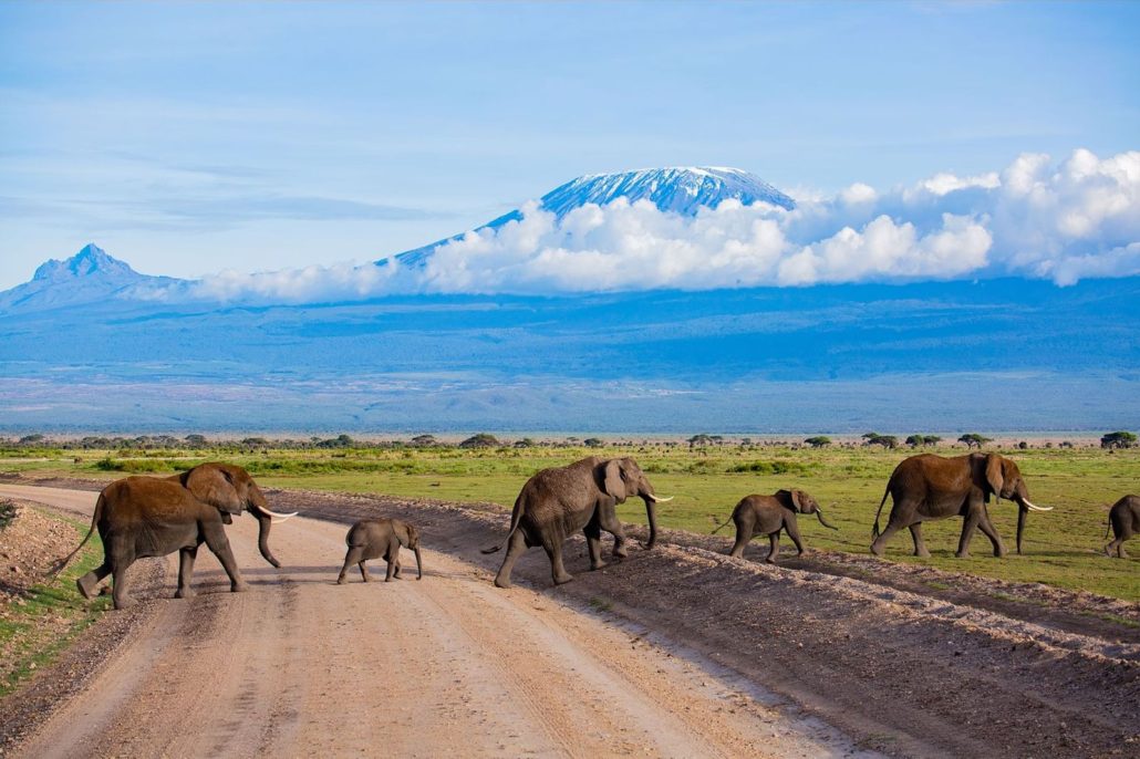 masai mara vs amboseli national park 