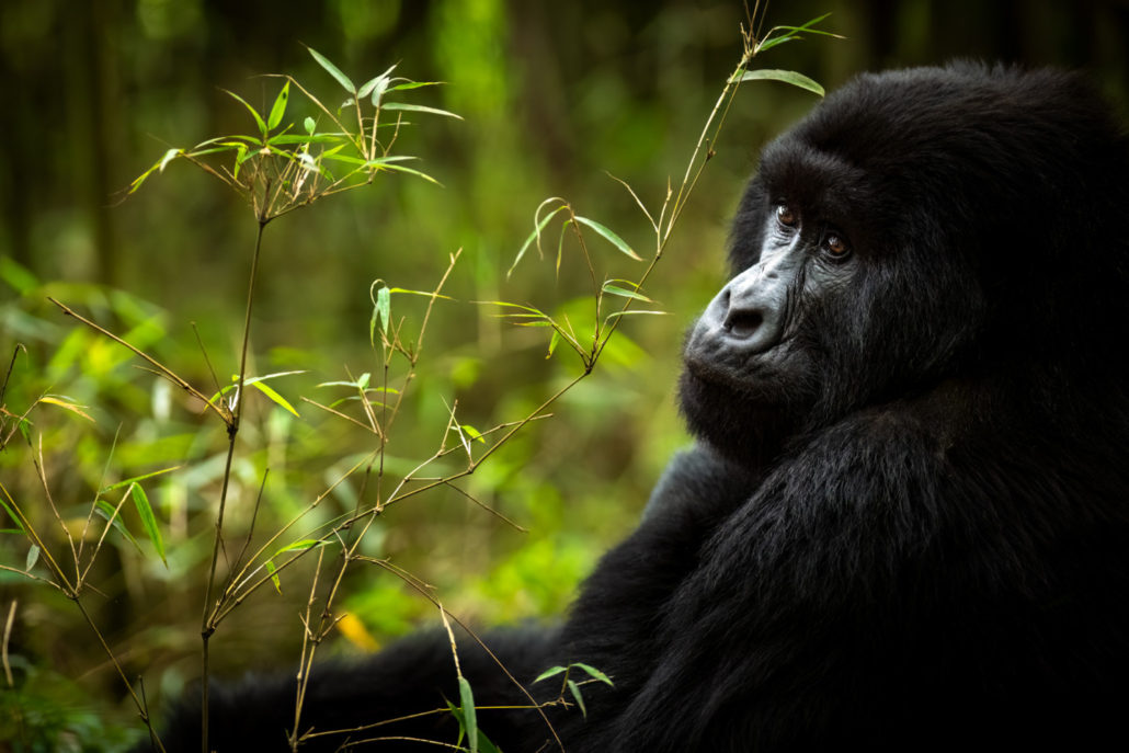 gorilla trekking 