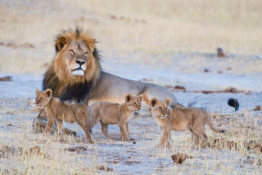 lions of hwange national park