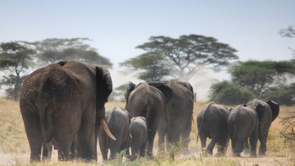 2 Days Tarangire national park safari