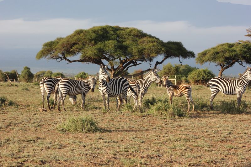 masai national reserve 