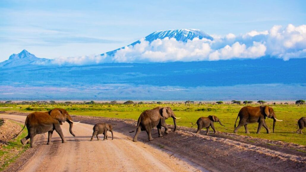 amboseli national park elephants 