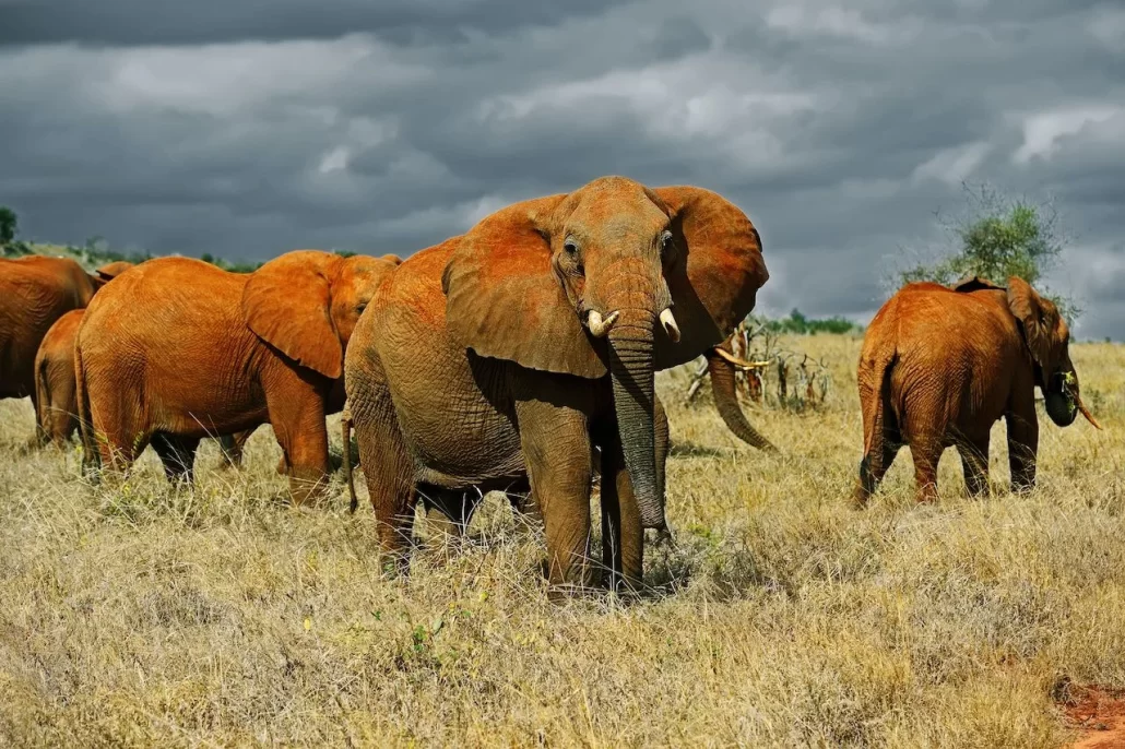 tsavo national park 