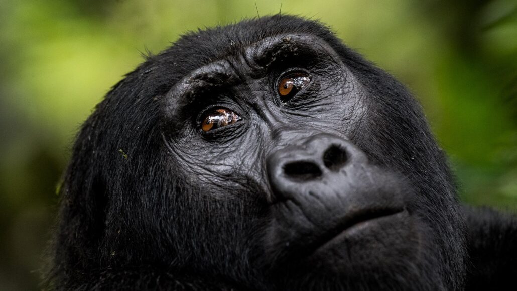 6 Days Uganda gorilla trekking , gorilla habituation and chimpanzee tracking safari