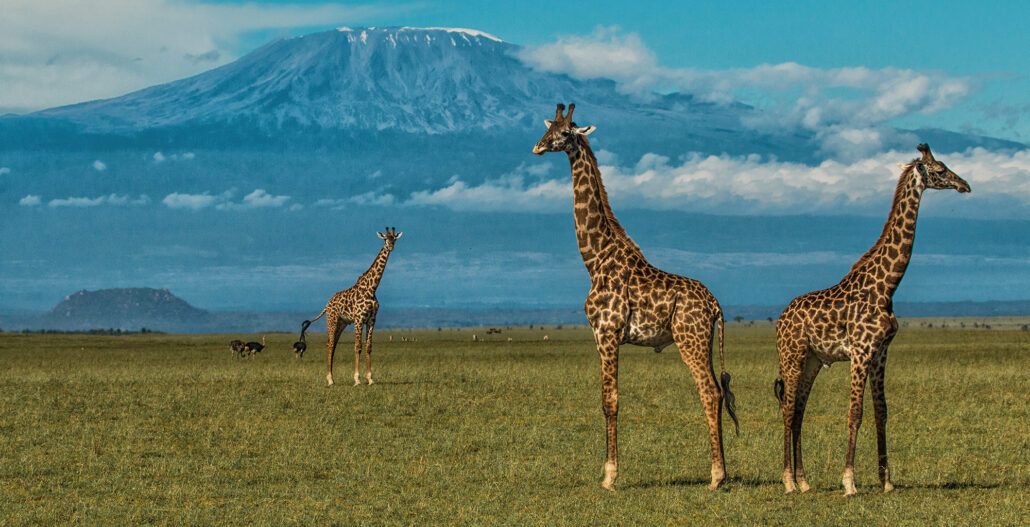 7 Days amboseli, nakuru and masai mara safari